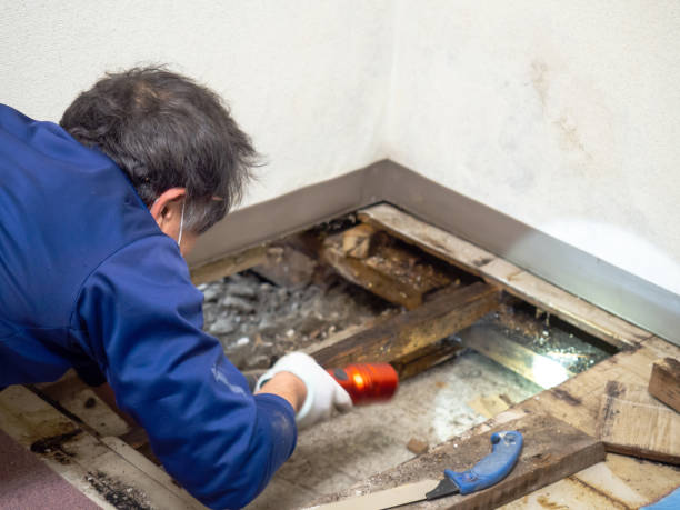 Best Mold Damage Repair  in Rowland, NC