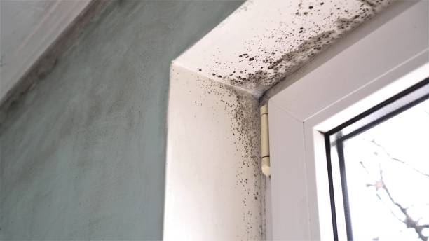 Best Local Mold Removal Service  in Rowland, NC