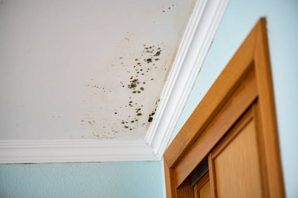 Office Mold Removal Services in Rowland, NC