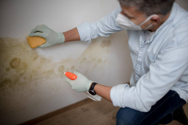 Best Commercial Mold Removal  in Rowland, NC