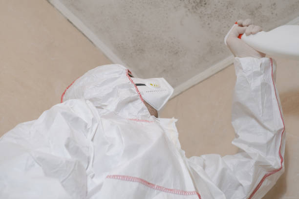 Professional Mold Removal in Rowland, NC