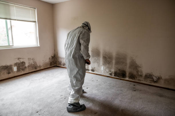 Best Toxic Mold Removal  in Rowland, NC