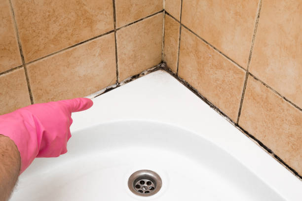 Best Home Mold Removal  in Rowland, NC