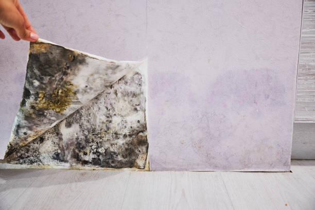 Best Black Mold Removal  in Rowland, NC